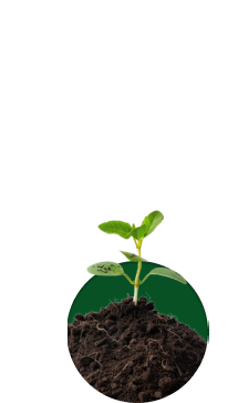 OriginalImage,,,Original